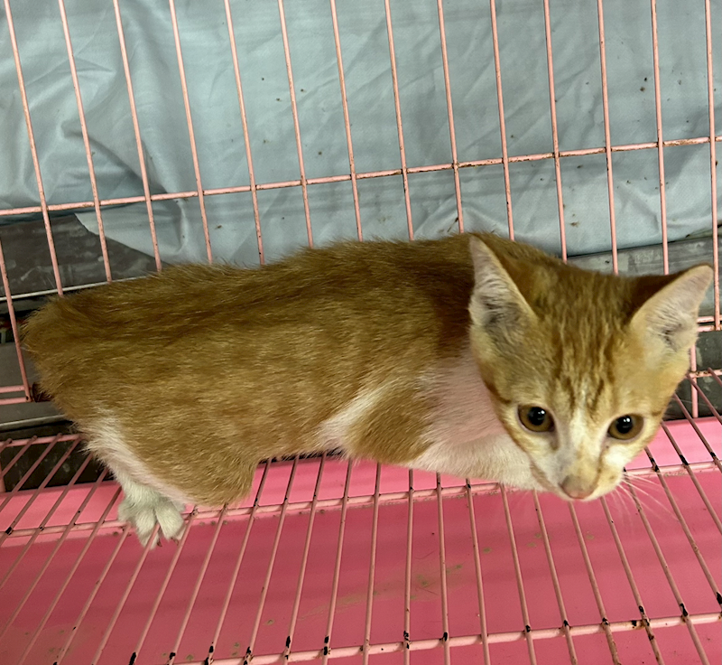 臺東縣動物收容中心,編號:443247, 混種貓                 