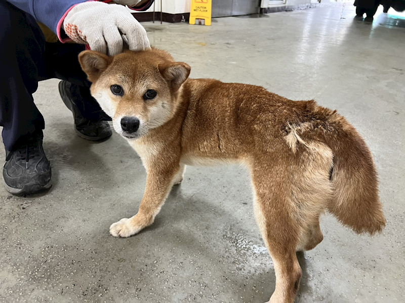 桃園市動物保護教育園區,編號:402630, 瑪爾濟斯犬           
