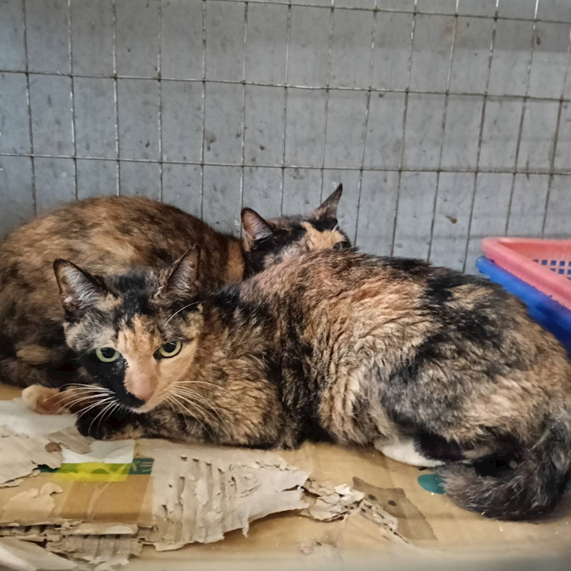 新竹市動物保護教育園區,編號:443235, 混種貓                 