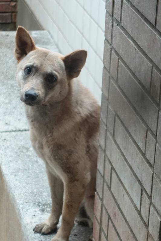 宜蘭縣流浪動物中途之家,編號:443228, 混種犬          