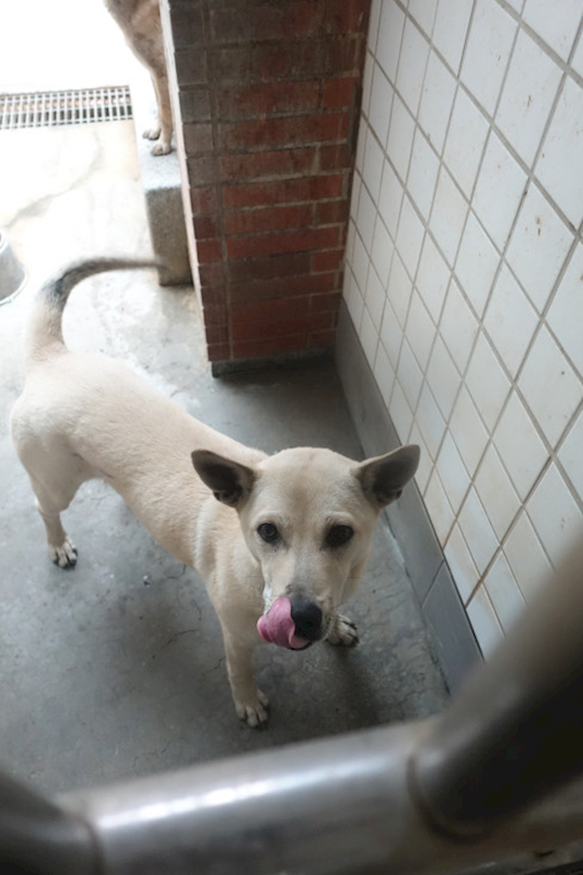 宜蘭縣流浪動物中途之家,編號:443226, 混種犬          