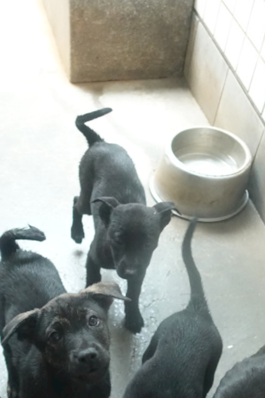 宜蘭縣流浪動物中途之家,編號:443216, 混種犬          