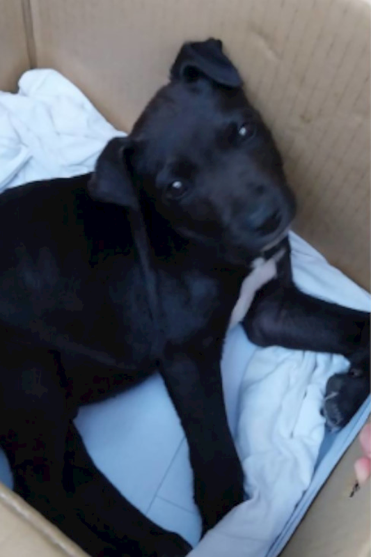 宜蘭縣流浪動物中途之家,編號:443218, 混種犬          