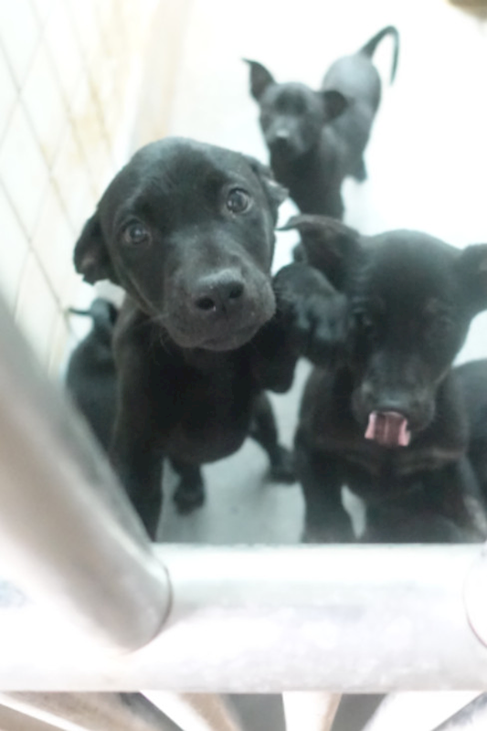 宜蘭縣流浪動物中途之家,編號:443214, 混種犬          
