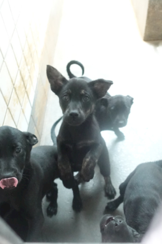 宜蘭縣流浪動物中途之家,編號:443213, 混種犬          