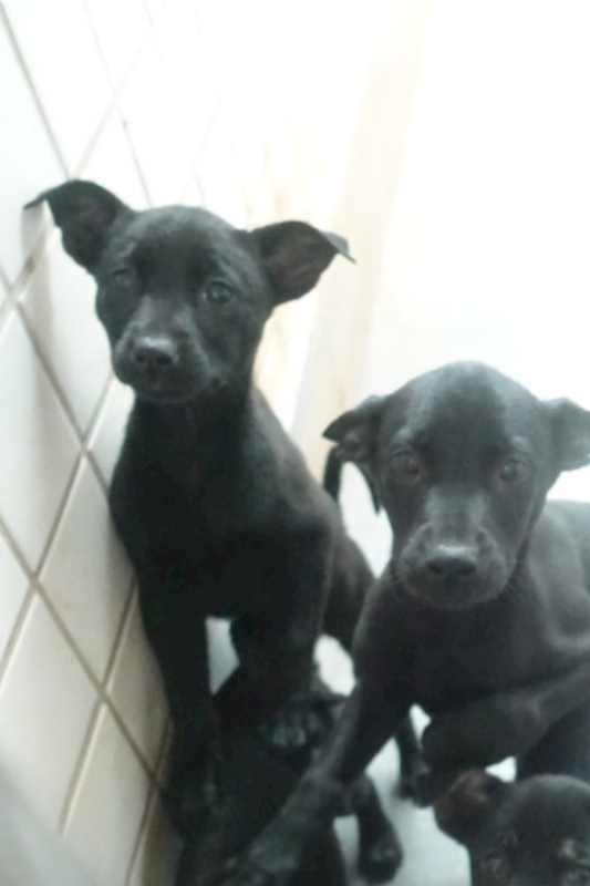 宜蘭縣流浪動物中途之家,編號:443209, 混種犬          