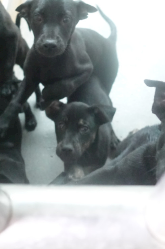 宜蘭縣流浪動物中途之家,編號:443208, 混種犬          