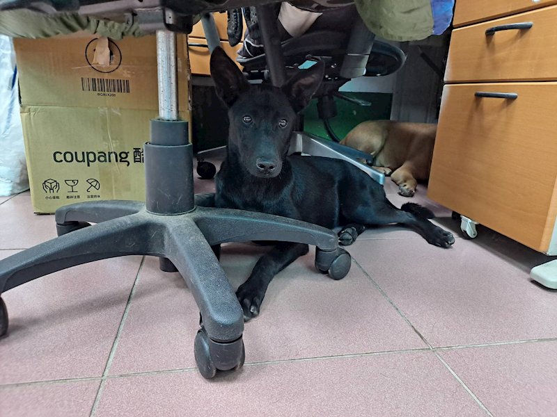 屏東縣公立犬貓中途之家,編號:443153, 混種犬          