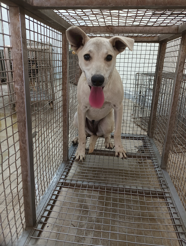 嘉義縣動物保護教育園區,編號:443328, 混種犬          