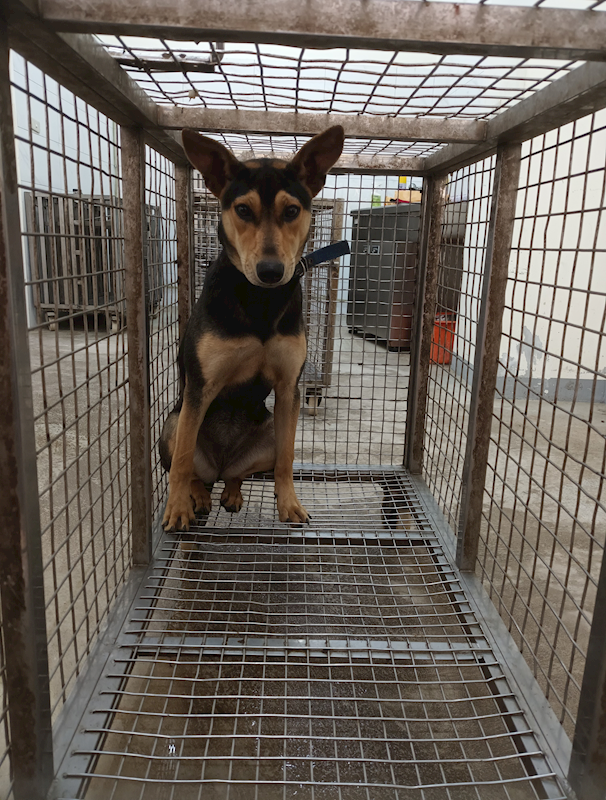 嘉義縣動物保護教育園區,編號:443319, 混種犬          