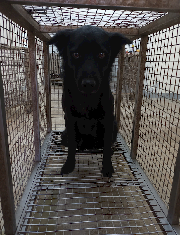 嘉義縣動物保護教育園區,編號:443318, 混種犬          