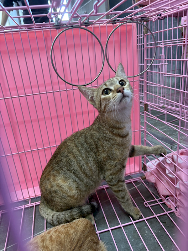 臺東縣動物收容中心,編號:443313, 混種貓                 