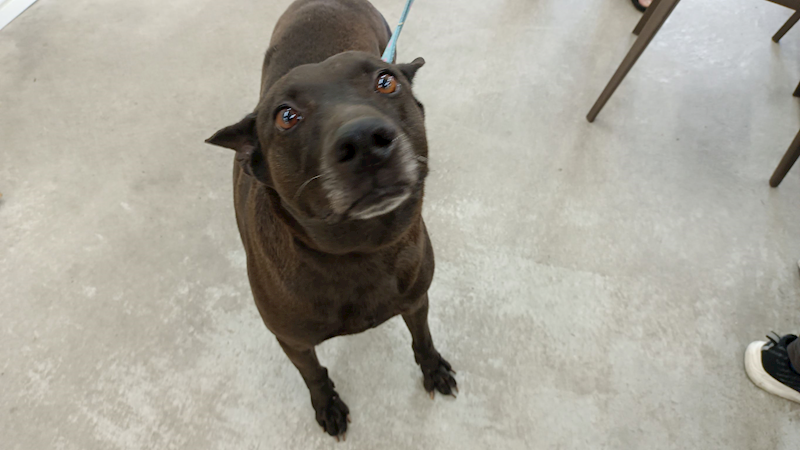 臺北市動物之家,編號:391312, 台灣犬