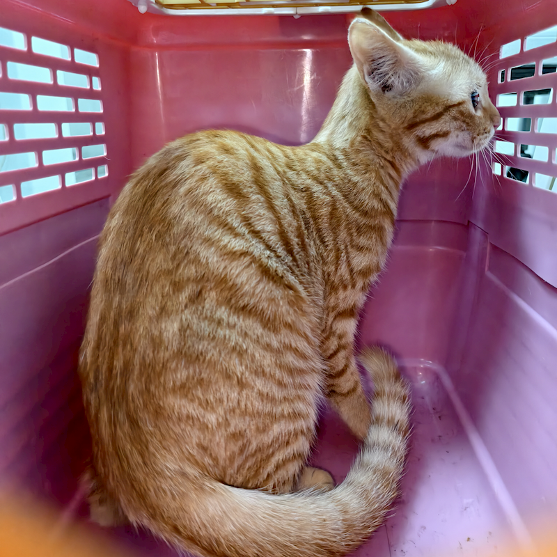 新北市三芝區公立動物之家,編號:436238, 混種貓                 