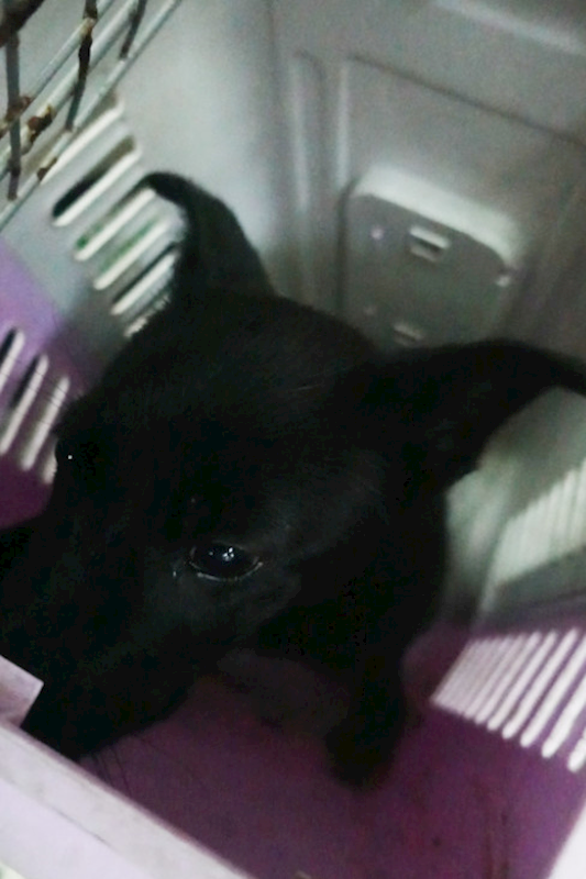 宜蘭縣流浪動物中途之家,編號:443478, 混種犬          