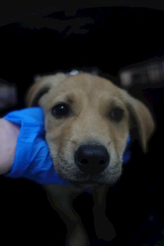 宜蘭縣流浪動物中途之家,編號:443477, 混種犬          