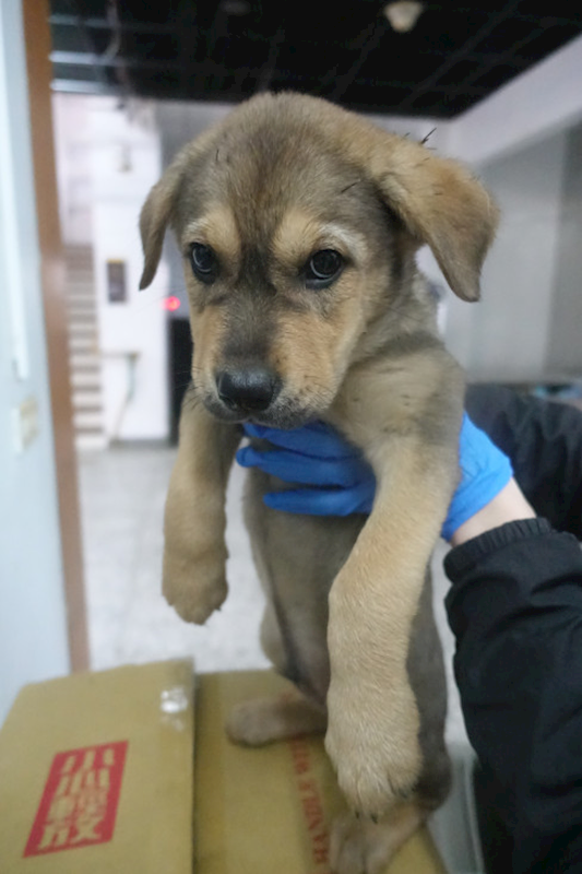 宜蘭縣流浪動物中途之家,編號:443476, 混種犬          