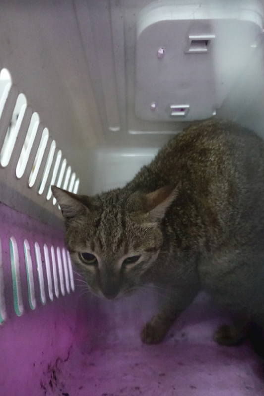 宜蘭縣流浪動物中途之家,編號:443474, 混種貓                 