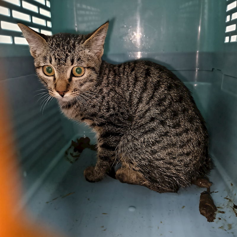 新北市三芝區公立動物之家,編號:436249, 混種貓                 