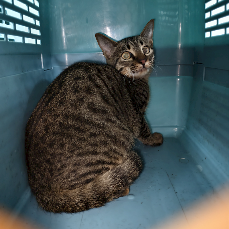 新北市三芝區公立動物之家,編號:436251, 混種貓                 