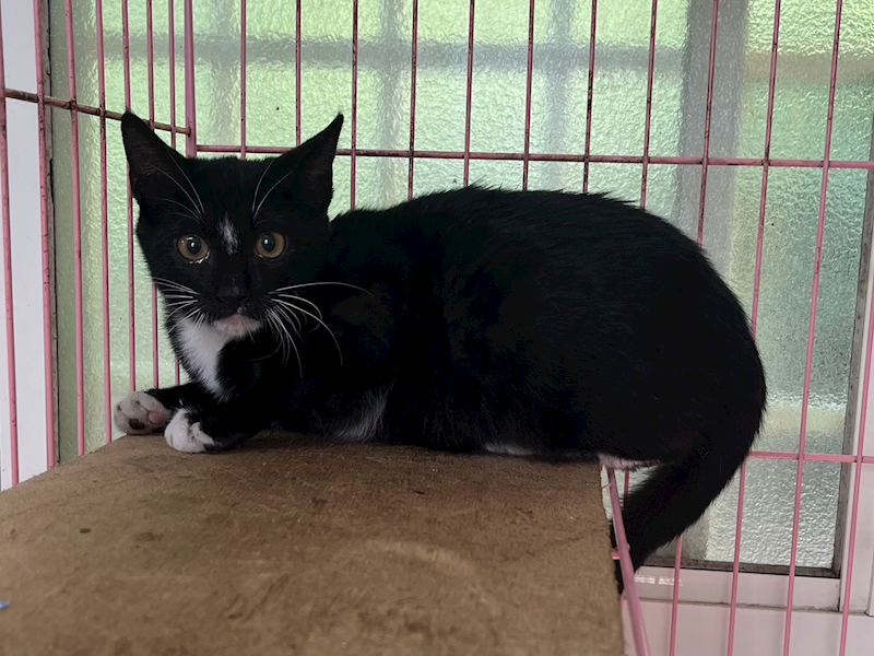 彰化縣流浪狗中途之家,編號:442556, 混種貓                 