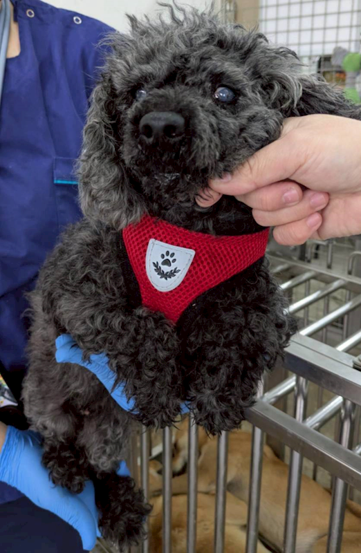 花蓮縣狗貓躍動園區,編號:443460, 貴賓犬        