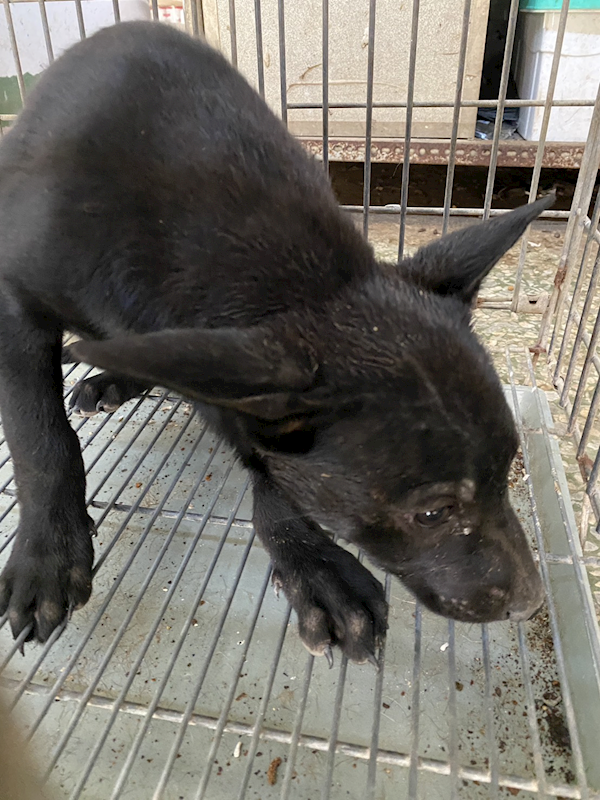 臺南市動物之家善化站,編號:443446, 混種犬          