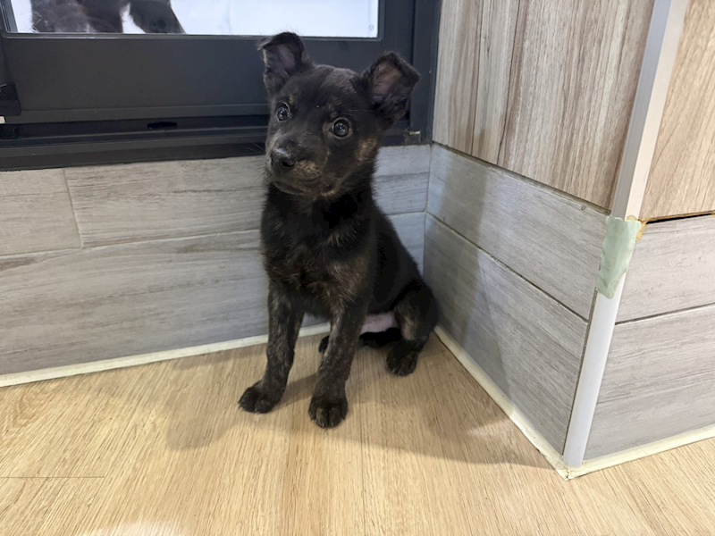 桃園市動物保護教育園區,編號:443431, 混種犬          