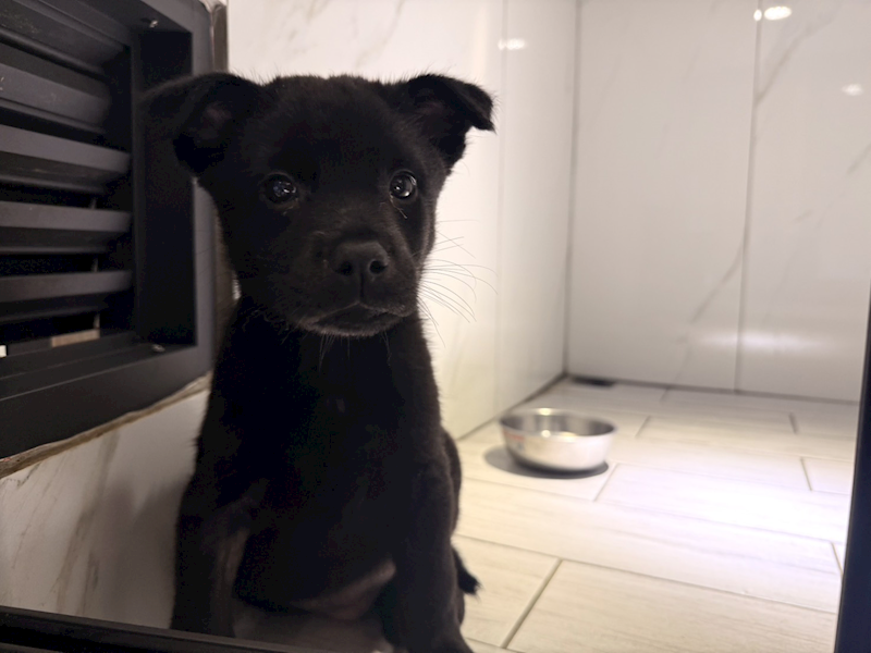 桃園市動物保護教育園區,編號:443429, 混種犬          