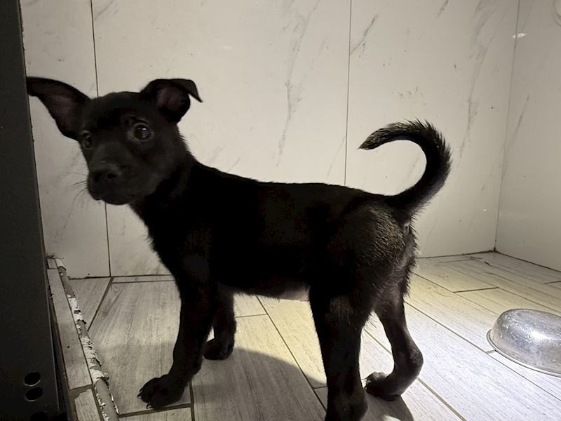 桃園市動物保護教育園區,編號:443427, 混種犬          