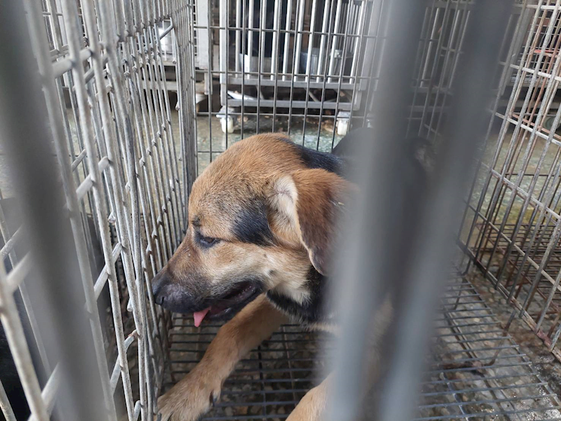 臺南市動物之家善化站,編號:443425, 混種犬          