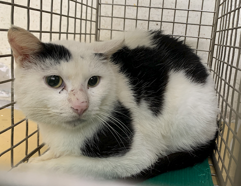 臺北市動物之家,編號:443419, 混種貓                 