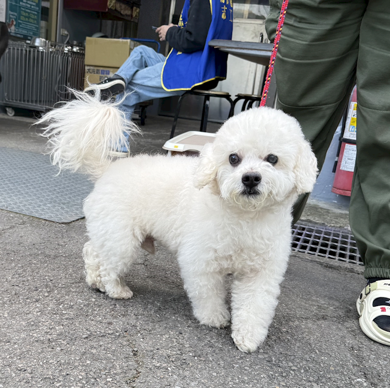 新北市板橋區公立動物之家,編號:442874, 比熊犬