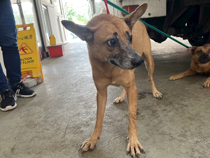 桃園市動物保護教育園區,編號:328697, 混種犬          