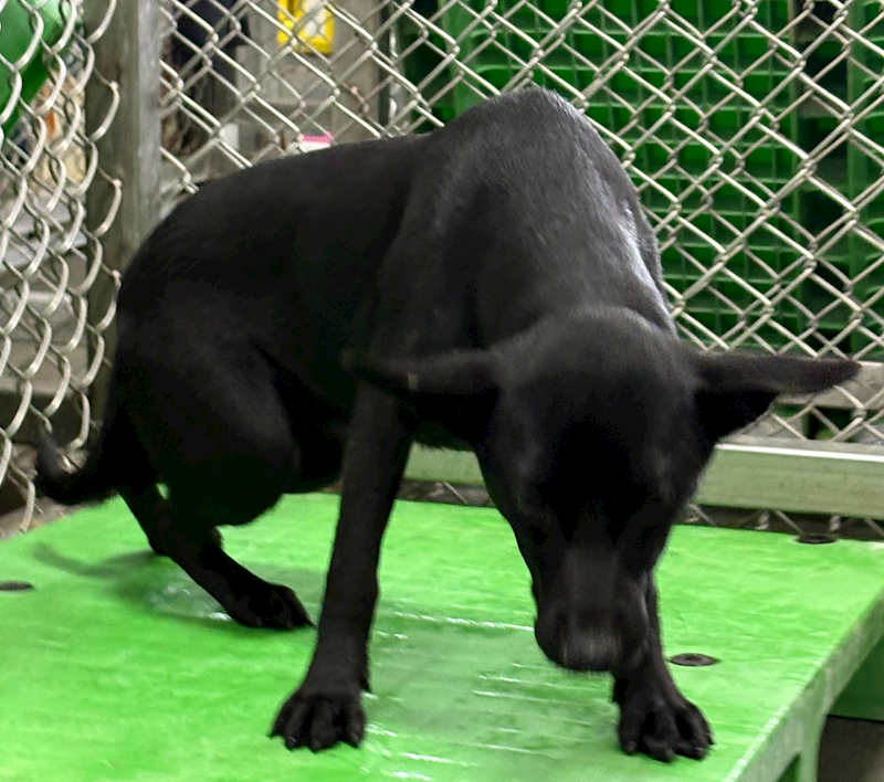 臺東縣動物收容中心,編號:443399, 混種犬          