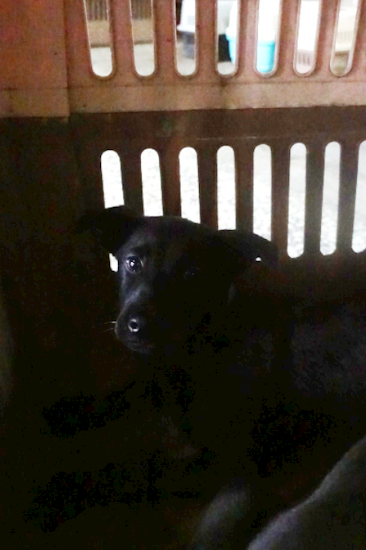 宜蘭縣流浪動物中途之家,編號:443360, 混種犬          