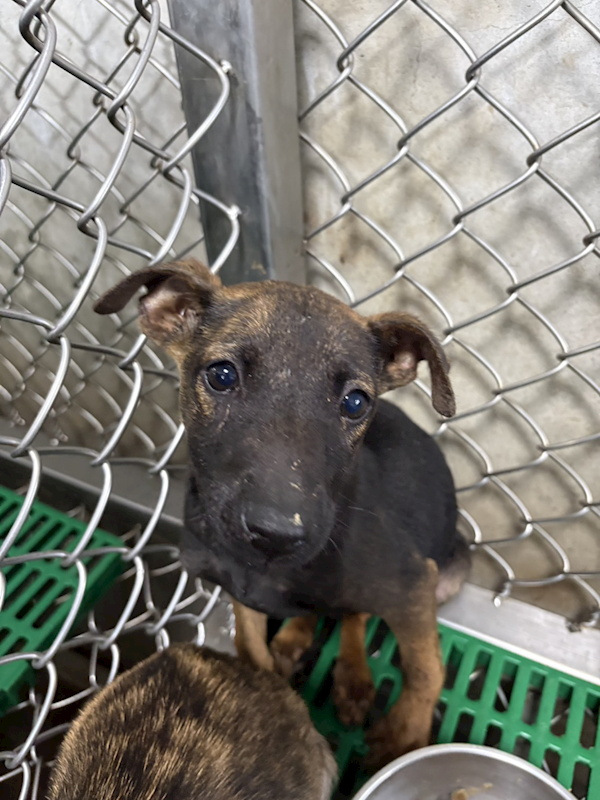 臺東縣動物收容中心,編號:443355, 混種犬          