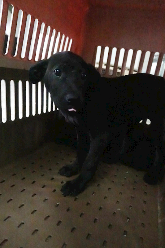 宜蘭縣流浪動物中途之家,編號:443358, 混種犬          