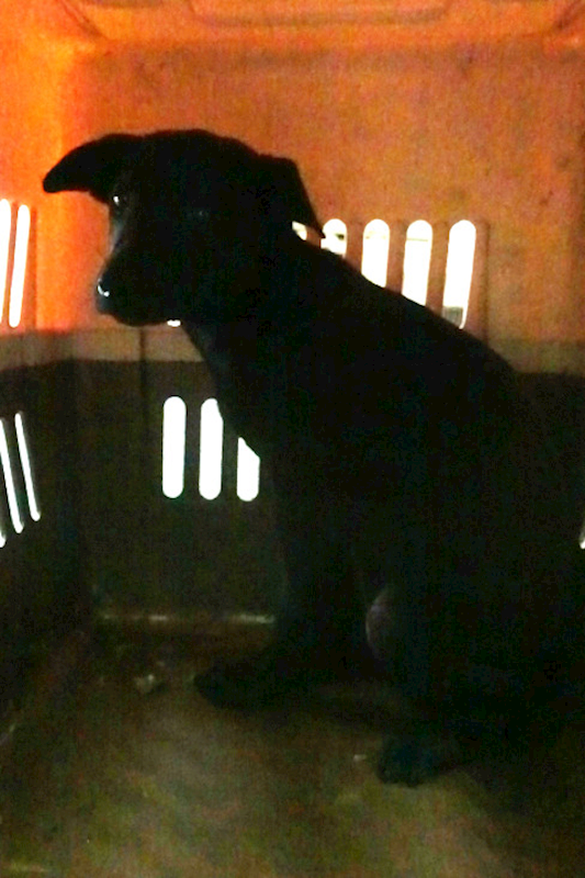 宜蘭縣流浪動物中途之家,編號:443357, 混種犬          