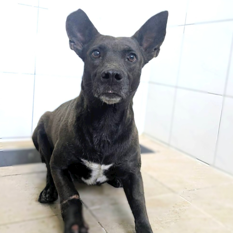 新竹縣動物保護教育園區,編號:441706, 混種犬          