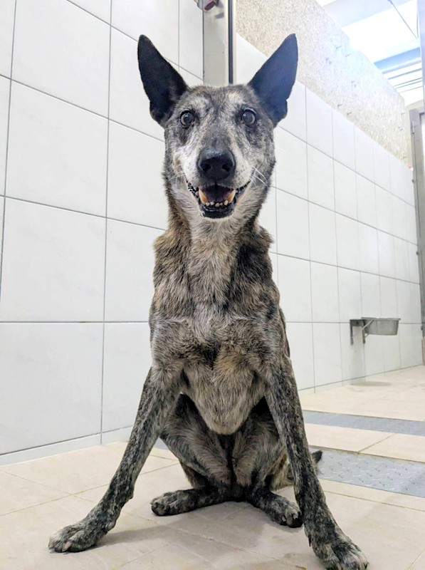 新竹縣動物保護教育園區,編號:443483, 混種犬          