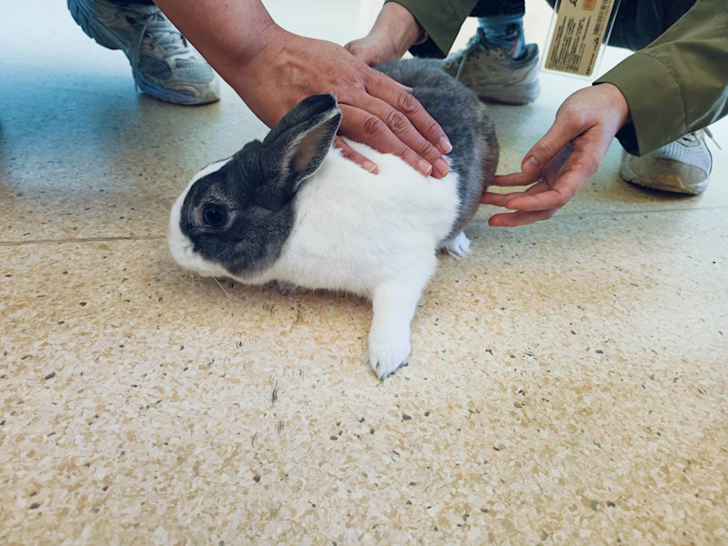 新竹市動物保護教育園區,編號:442677, 道奇兔