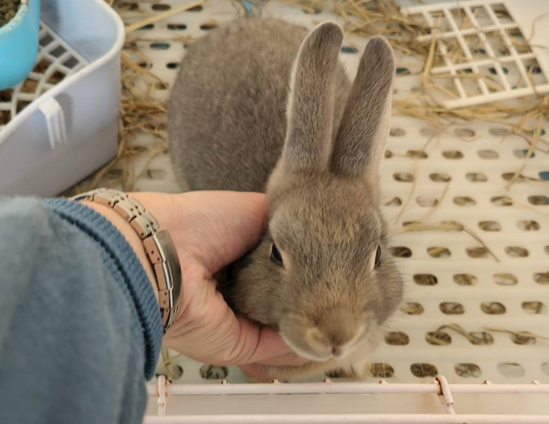 新竹市動物保護教育園區,編號:442984, 混種家兔