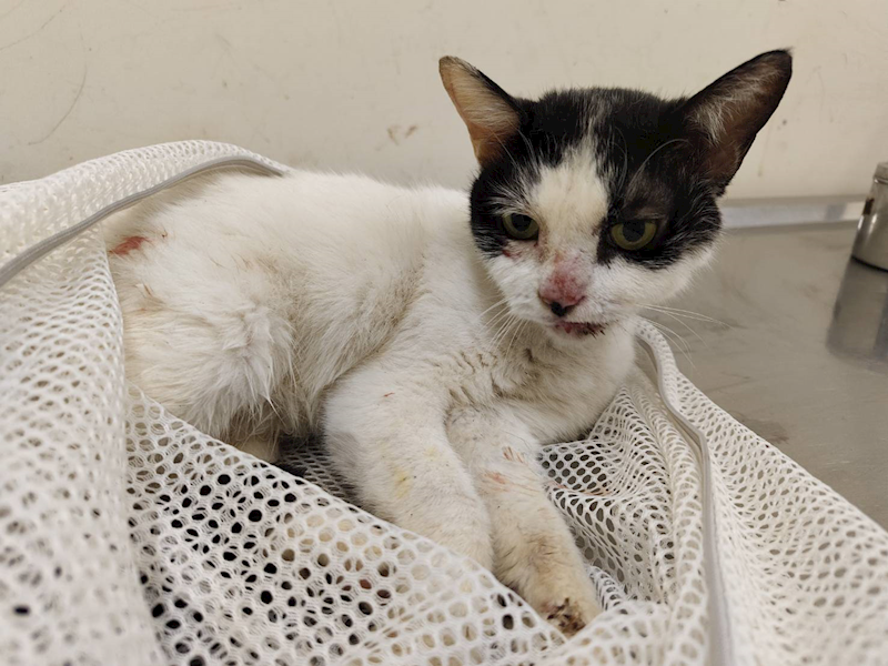 臺北市動物之家,編號:405289, 混種貓                 