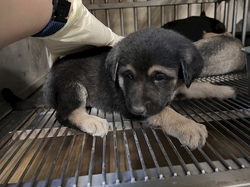 桃園市動物保護教育園區,編號:440843, 混種犬          