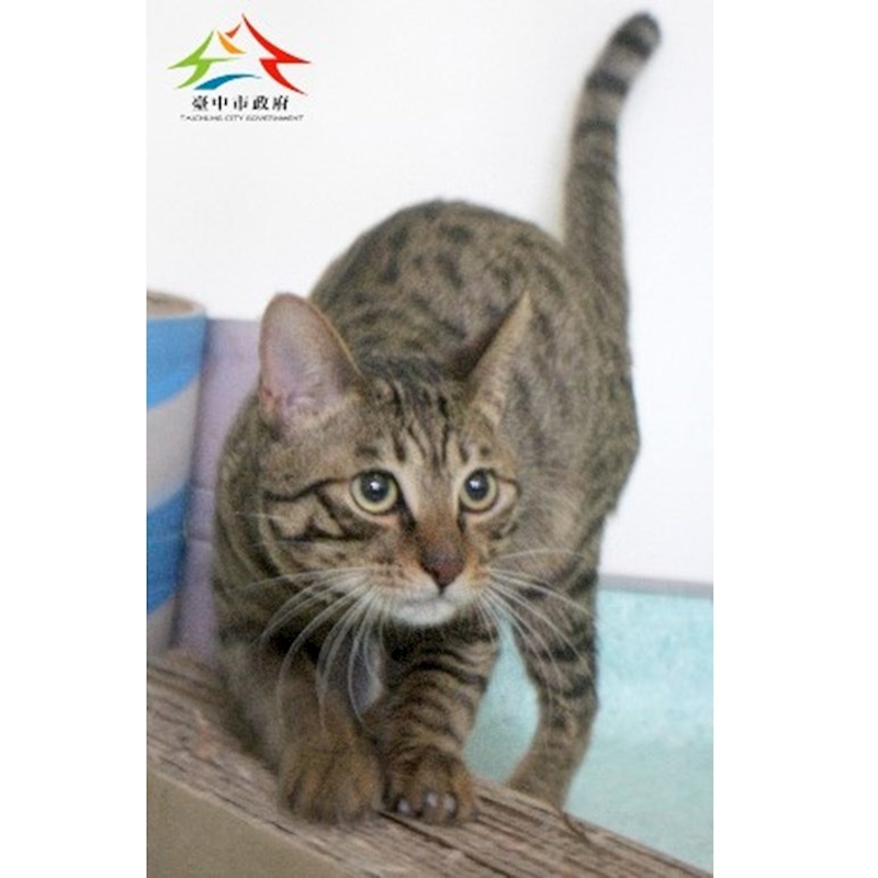 臺中市動物之家后里園區,編號:439350, 混種貓                 