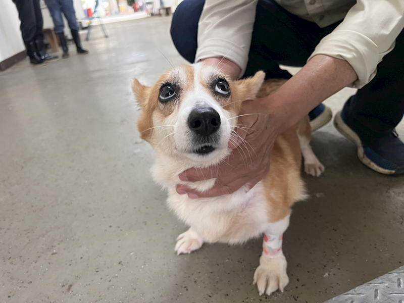 桃園市動物保護教育園區,編號:441926, 威爾斯柯基犬              