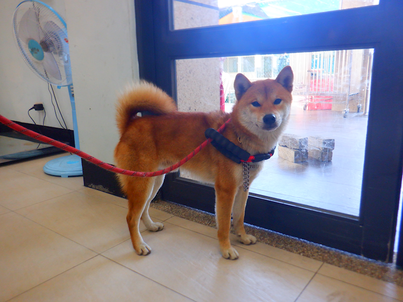 南投縣公立動物收容所,編號:442498, 混種犬          