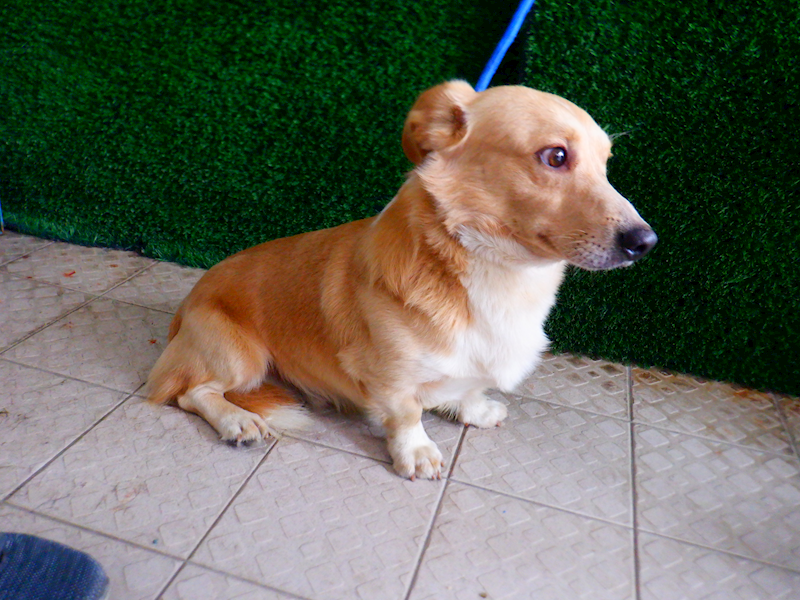 南投縣公立動物收容所,編號:438517, 臘腸犬