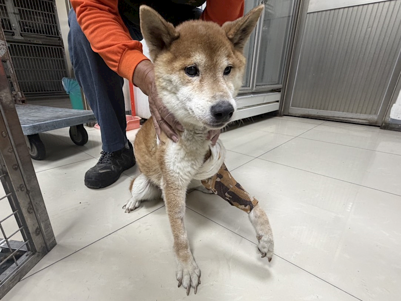 高雄市壽山動物保護教育園區,編號:443494, 柴犬                  